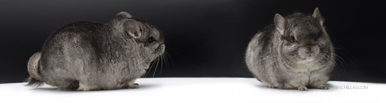 Feature Image for Dwarf and Mini Chinchillas